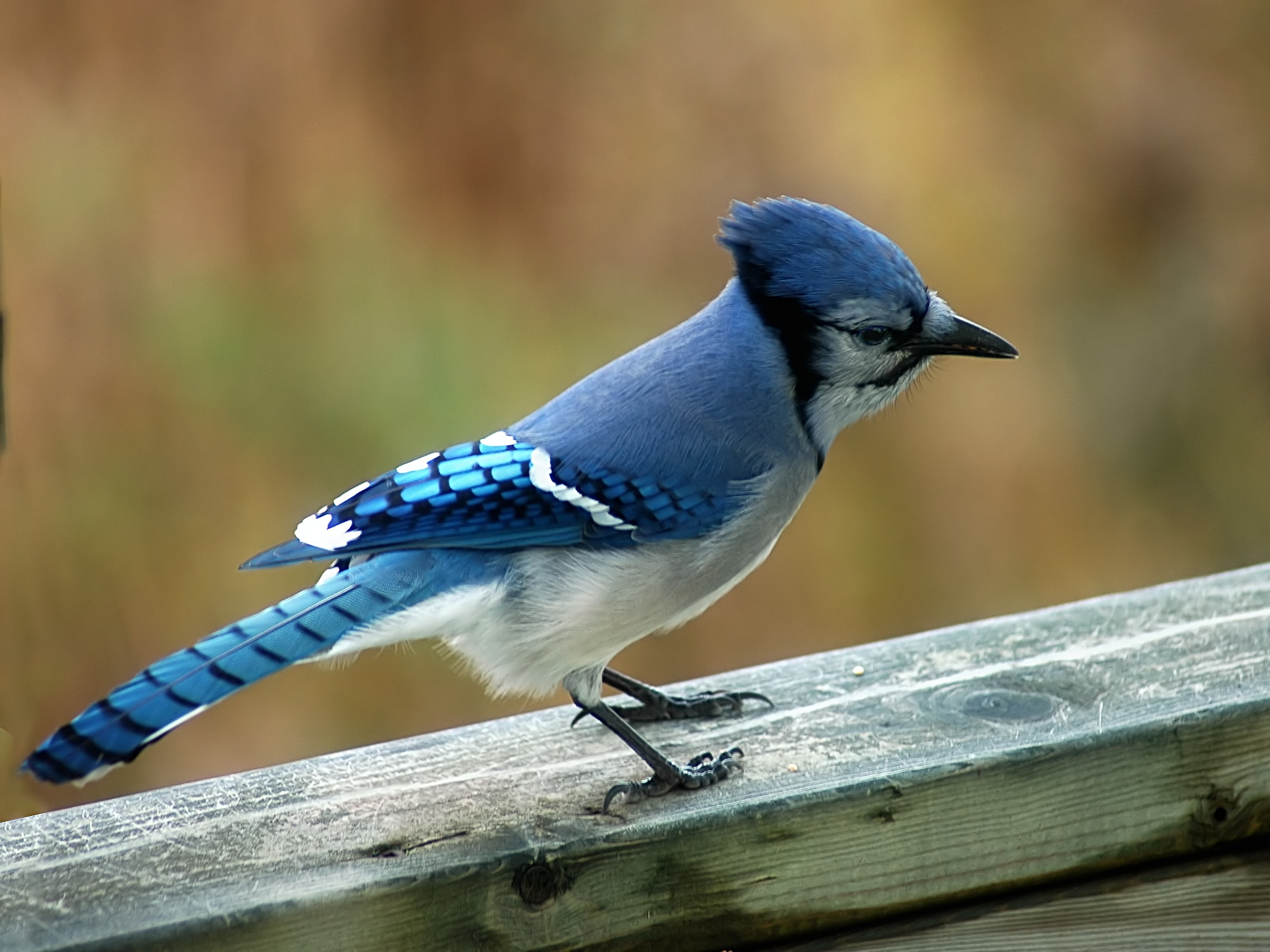 Interesting Facts About Blue Jays: Smart Loud & Beautiful Birds