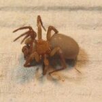 Interesting Facts About Cicurina cicur: The Rare and Elusive Spider
