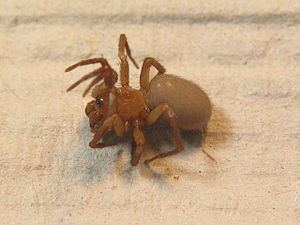 Interesting Facts About Cicurina cicur: The Rare and Elusive Spider