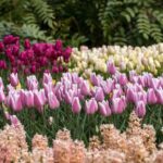 Fun Facts About Tulips: Blooming Beauty & Colorful History