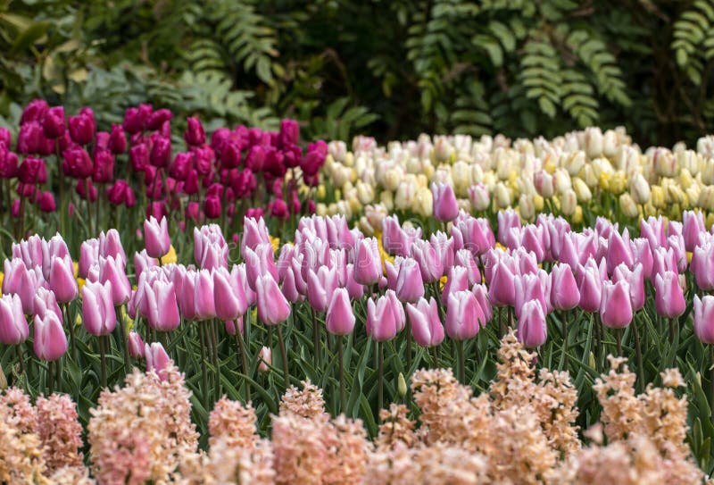 Fun Facts About Tulips: Blooming Beauty & Colorful History