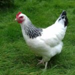 Interesting Facts About Chickens: Quirky Birds with Big Personalities