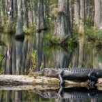 10 Facts About Florida: Sunshine Swamps & Surprising Stories