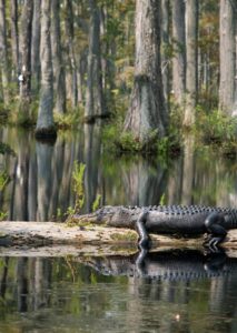 10 Facts About Florida: Sunshine Swamps & Surprising Stories