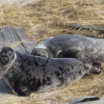 Fun Facts About Seals: Ocean Clowns with Surprising Skills
