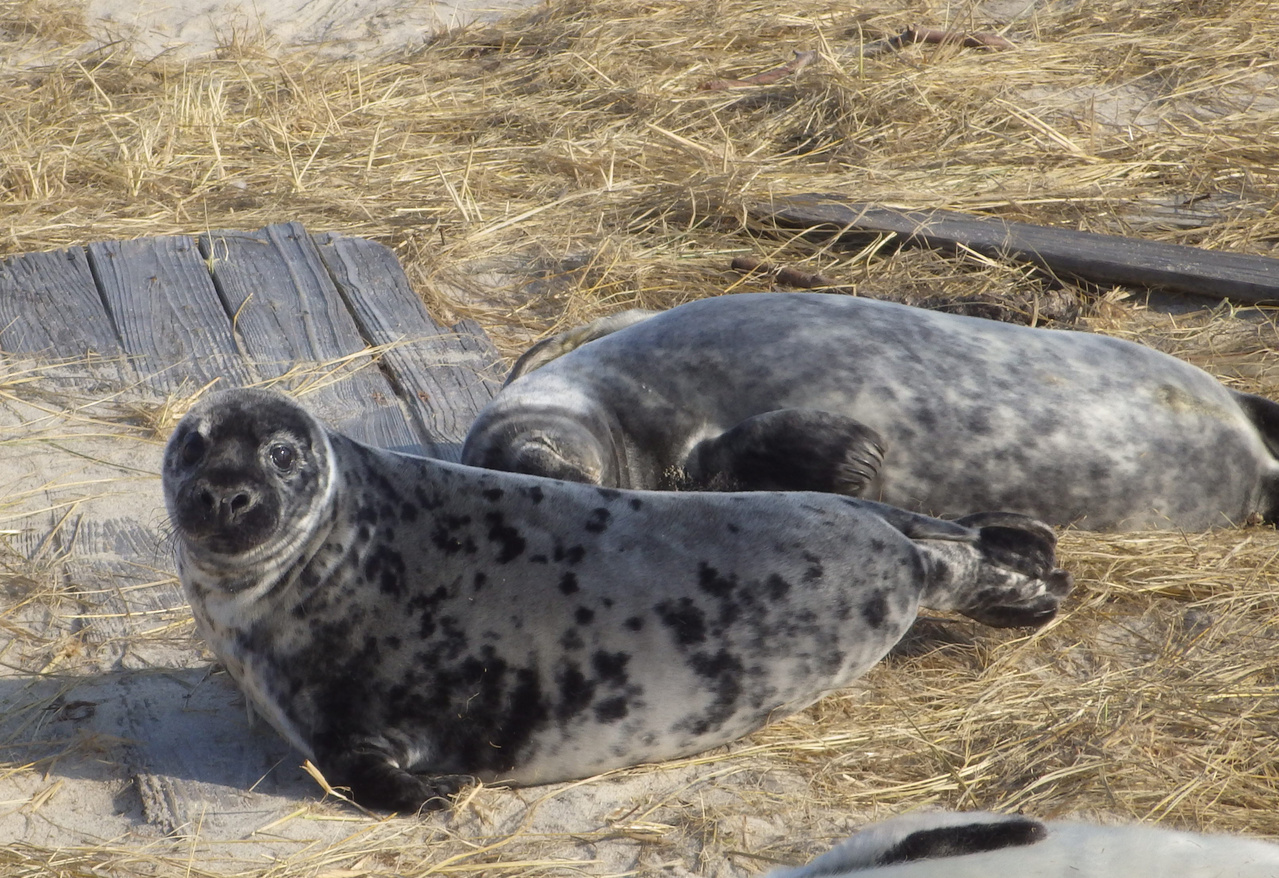 Fun Facts About Seals: Ocean Clowns with Surprising Skills