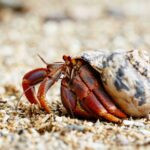 Facts About a Crab: Claws Shells & Underwater Curiosities