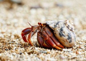 Facts About a Crab: Claws Shells & Underwater Curiosities