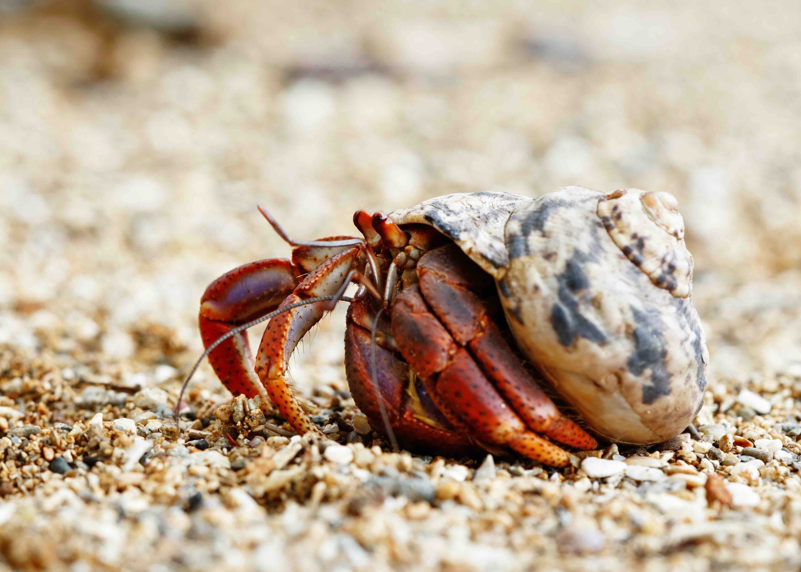 Facts About a Crab: Claws Shells & Underwater Curiosities