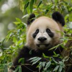 Special Facts About Pandas: The Gentle Giants of Bamboo Forests