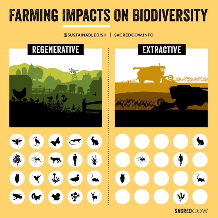 Interesting Facts About Grasslands: Life Landscapes & Hidden Wonders