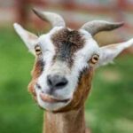 Interesting Facts About Goats: Quirky Curious & Clever Creatures