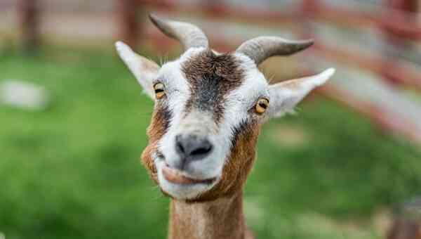 Interesting Facts About Goats: Quirky Curious & Clever Creatures