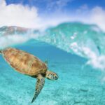 Fascinating Facts About Sea Turtles and Their Ocean Journey