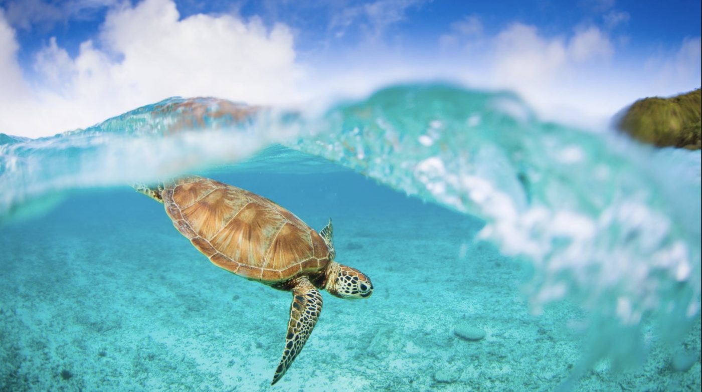 Fascinating Facts About Sea Turtles and Their Ocean Journey