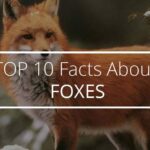 Interesting Facts About Foxes: Clever Creatures with Secret Lives