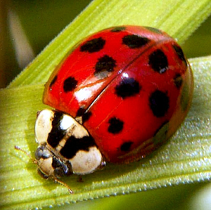 Amazing Facts About Ladybugs: Colorful Cute & Surprisingly Fierce