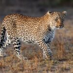 Interesting Facts About Leopards: Stealth Spots & Fierce Grace