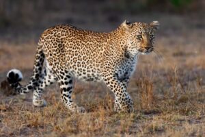 Interesting Facts About Leopards: Stealth Spots & Fierce Grace