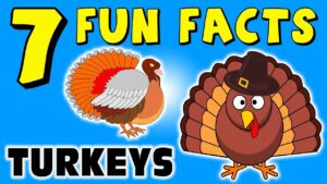 Interesting Facts About Turkeys: Odd Birds with Big Personalities