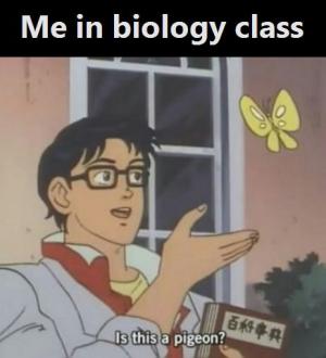 Facts About Rose Plants: Beauty Biology & Interesting Trivia