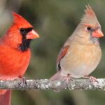 Interesting Facts About Cardinals: Bold Birds with Big Personalities