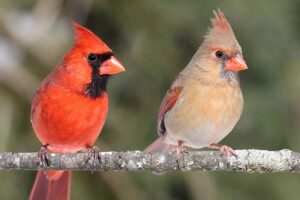 Interesting Facts About Cardinals: Bold Birds with Big Personalities