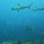 Cool Facts About Hammerhead Sharks: Strange Shapes & Sharp Skills
