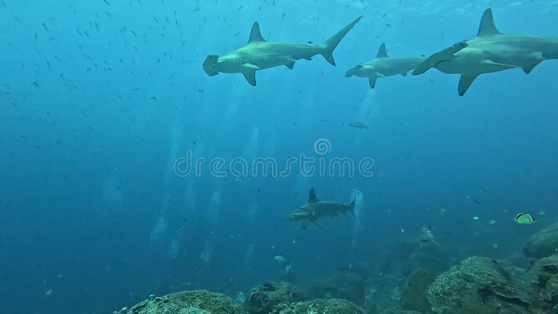 Cool Facts About Hammerhead Sharks: Strange Shapes & Sharp Skills