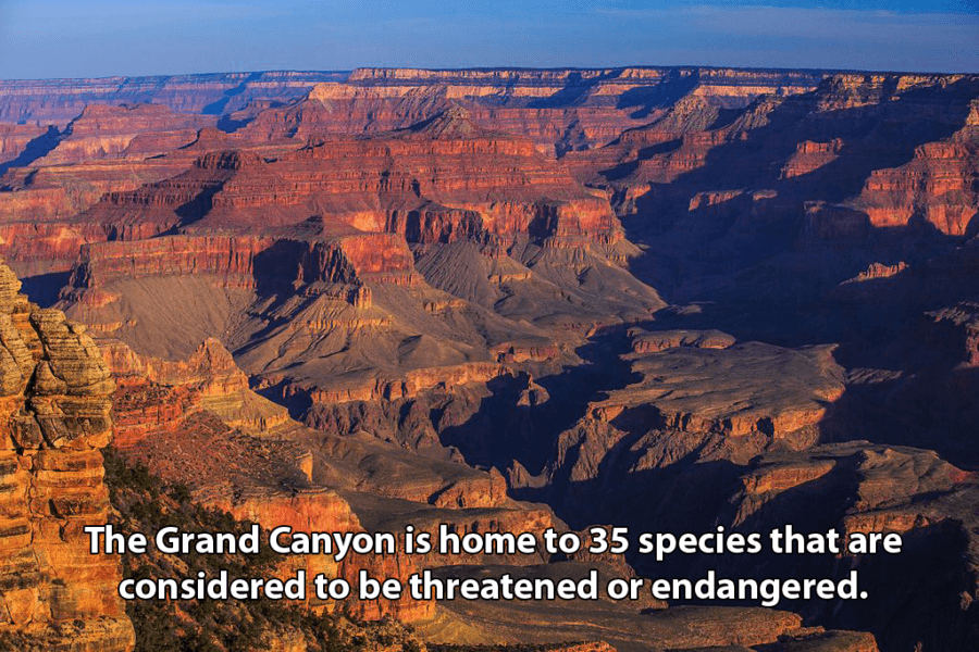 Interesting Facts About the Grand Canyon: Nature’s Monument