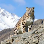 21 Interesting Facts About Snow Leopards