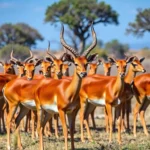 21 Interesting Facts About Impalas