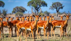 21 Interesting Facts About Impalas