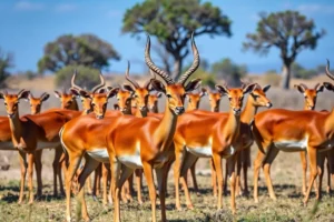 21 Interesting Facts About Impalas
