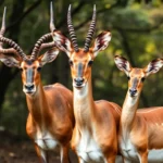 21 Interesting Facts About Nyala (antelope)