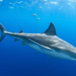 21 Interesting Facts About Thresher Sharks