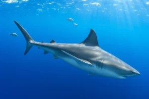 21 Interesting Facts About Thresher Sharks