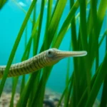 21 Interesting Facts About Pipefish