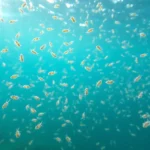 21 Interesting Facts About Copepods