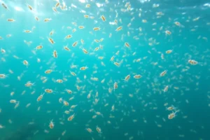 21 Interesting Facts About Copepods