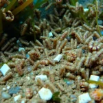 21 Interesting Facts About Amphipods