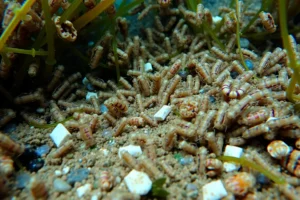 21 Interesting Facts About Amphipods