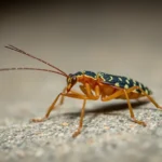21 Interesting Facts About Firebrats