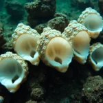 21 Interesting Facts About Brachiopods (Lamp Shells)