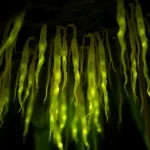 21 Interesting Facts About Glowworms
