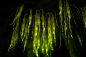 21 Interesting Facts About Glowworms