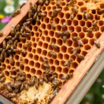 21 Interesting Facts About Bee Hives