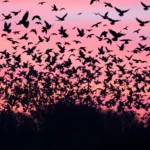 21 Interesting Facts About Starling Murmurations