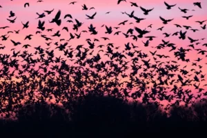 21 Interesting Facts About Starling Murmurations