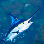 21 Interesting Facts About Marlin Bill Use
